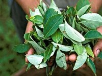 Листья коки и общественная деятельность